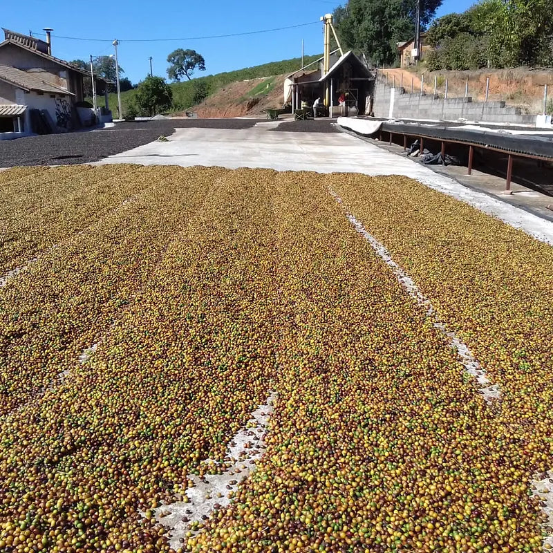 Apas | BIO Espresso aus Brasilien