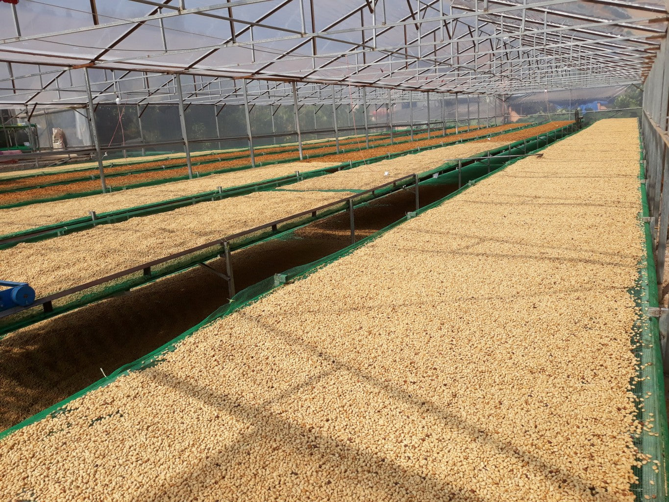 Drachenbohne | Espresso aus Vietnam