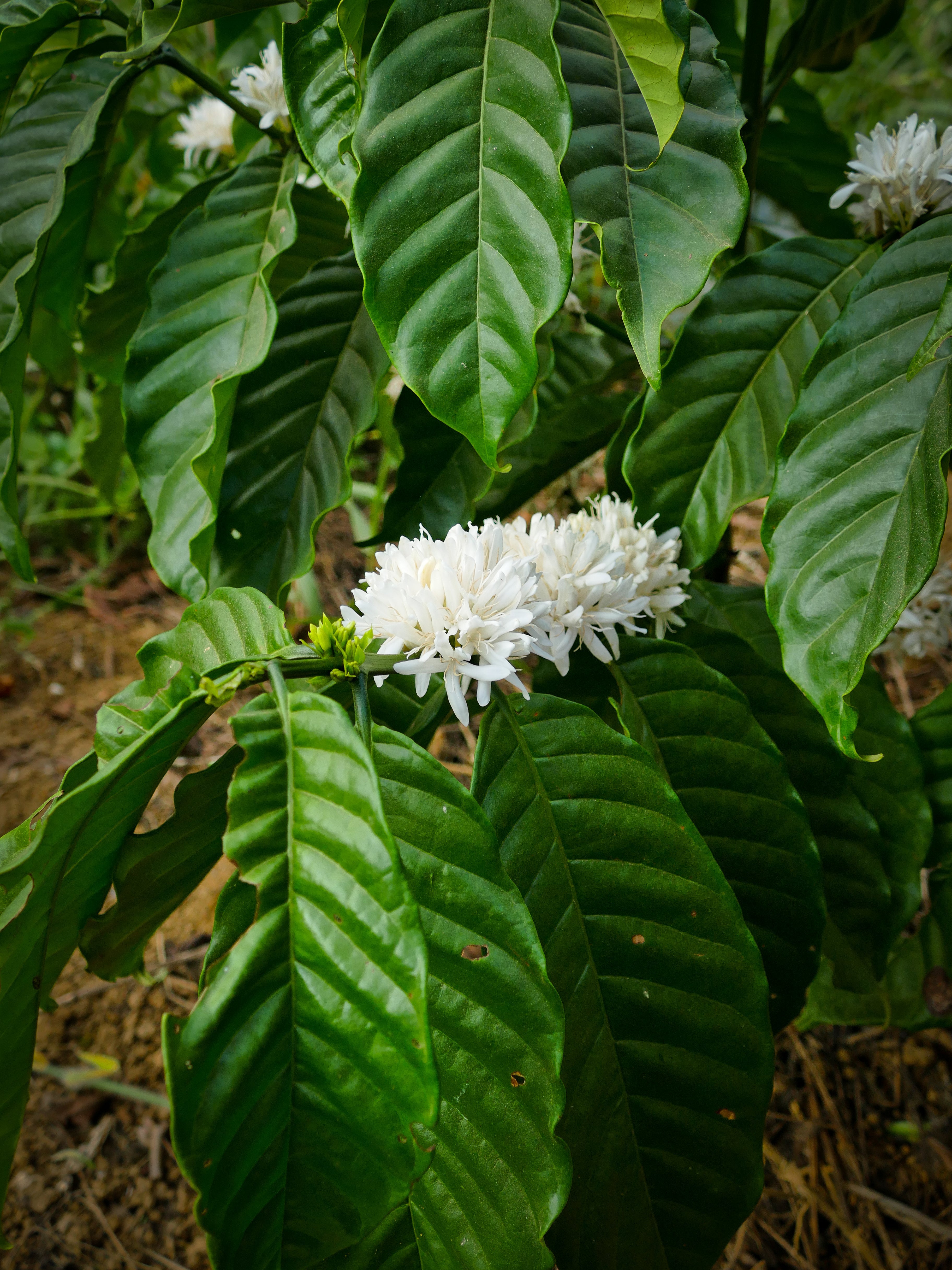 Drachenbohne | Espresso aus Vietnam